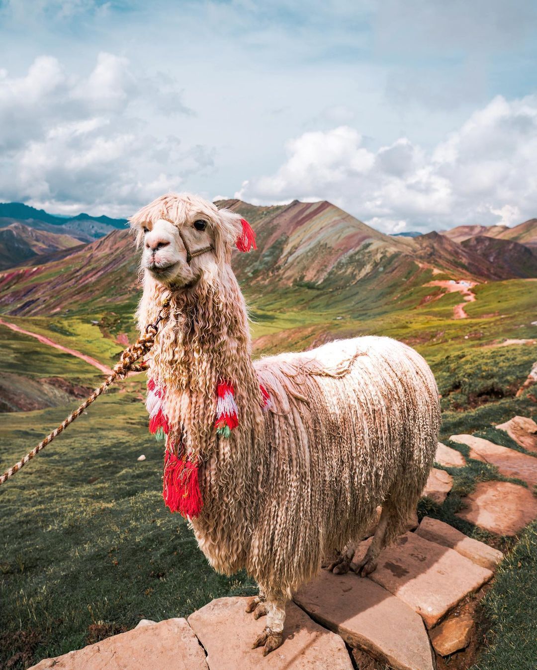 Una alpaca en la cordillera de colores