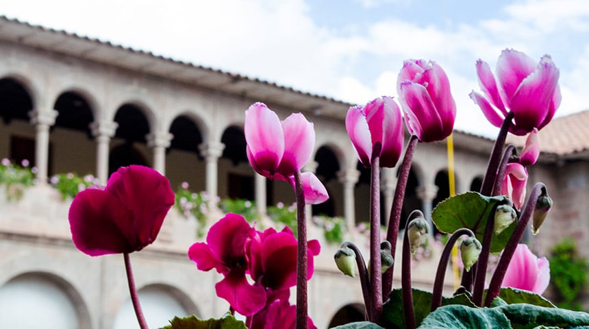 Flowers of the Qoricancha in the City Tour Cusco